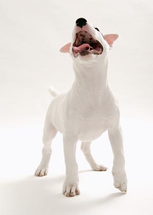 信頼と実績のアサンテによるシロアリ駆除サービス?即日対応、土日祝日も受付