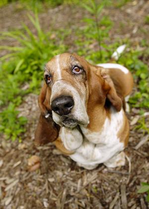 愛犬の預け先に悩んでいる方におすすめ