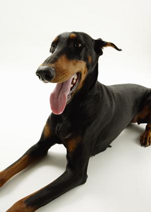 ペットと一緒に安心移動!タクシー利用時のポイントとサービスガイド