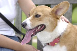 伊勢原で信頼できる動物病院に通う