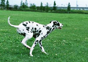 パピー用があるロイヤルカナンの療法食