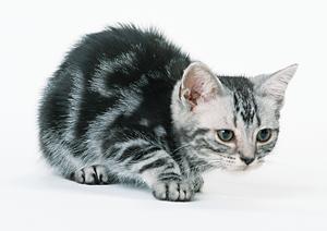 ノルウェージャン子猫に出会える場所