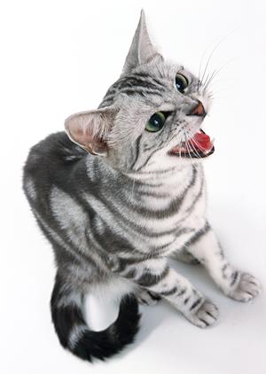 シロアリ駆除の信頼のパートナー｜アサンテの即日対応と無料診断サービス