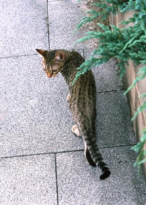 「ロイヤルカナン療法食の選び方とおすすめ商品ガイド：ペットの健康を守るための完全マニュアル」