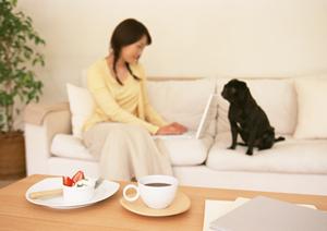 ビションフリーゼの販売を行なっている所