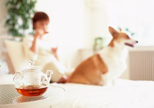 マンチカンは人懐っこい猫です！